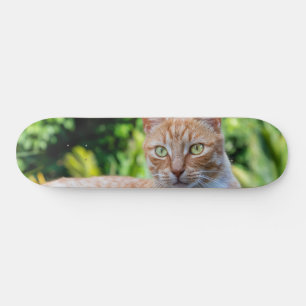 Süße kleine Kätzchen Skateboard