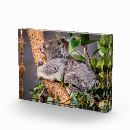Süße kleine Koala Fotoblock