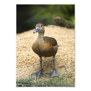 Süße kleine Pfeifente-Nursery-Vogelkunst Fotodruck