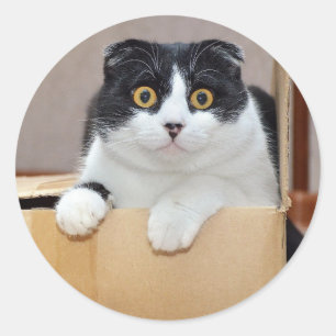 Süße kleine Tuxedo-Katze Haustier Tier Kätzchen Runder Aufkleber