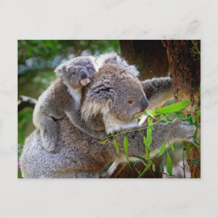Süße Koalas Postkarte