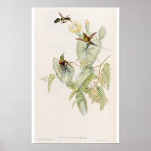 Süße Kolibris auf Kaktusblüten von John Gould Poster
