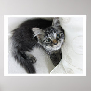 Süße Langhaarkater-Babys mit großen Augen Poster