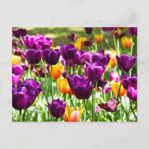 Süße lila und gelbe Tulpen Postkarte