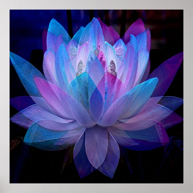 Süße Lotus.... Poster (Vorne)