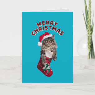 Süße Maine Coon Katze Weihnachten