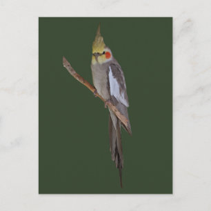 Süße Nymphensittich-Postkarte Postkarte