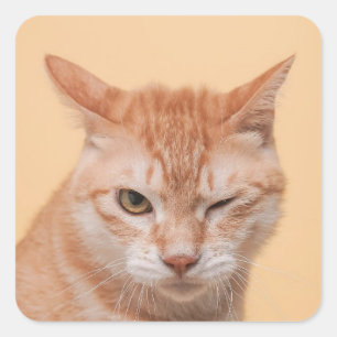 Süße orange Katze zwinkernd Tier Natur Wildnis Quadratischer Aufkleber