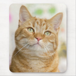 Süße Orangenkatzenkatze Mousepad