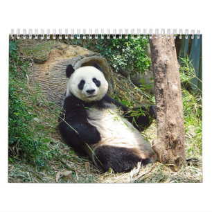 Süße Panda-Bären Schöne Naturfotografie  Kalender