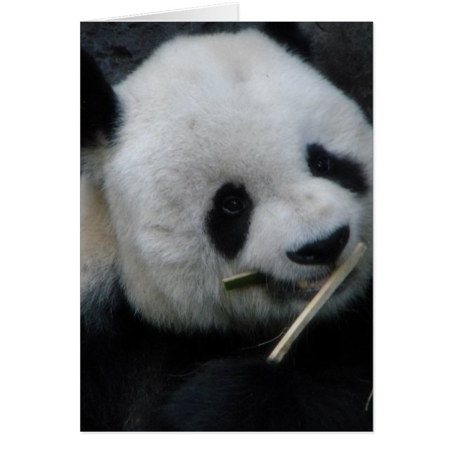 Süße Panda-Grußkarte (Vorne)