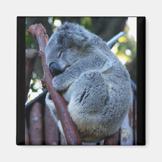 Süsse Pie Koala Magnet
