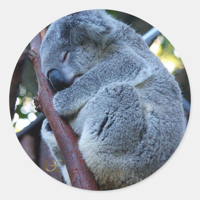 Süsse Pie Koala Runder Aufkleber (Vorderseite)