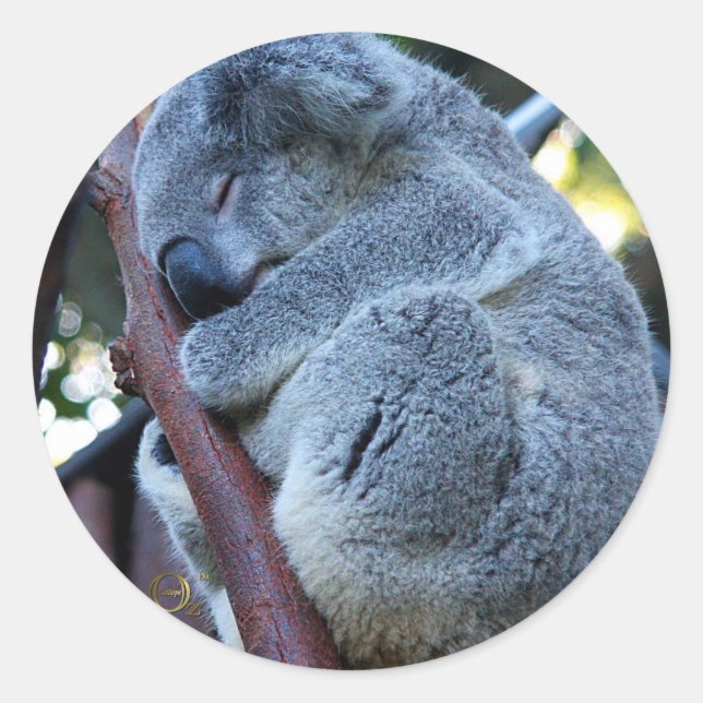 Süsse Pie Koala Runder Aufkleber (Vorderseite)