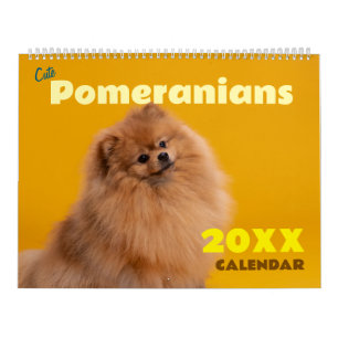Süße Pomeranians Hunde Wand Kalender