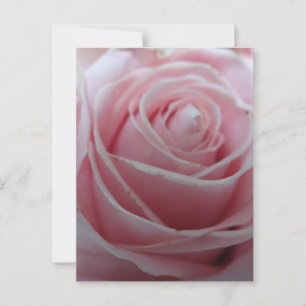 Süße Rosenblume Postkarte