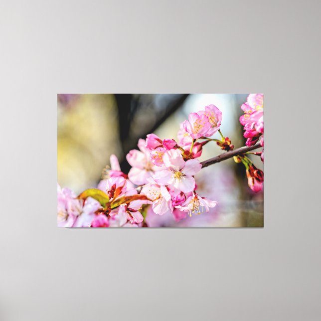 Süße Sakura Blume im Garten im Frühling Leinwanddruck (Vorderseite)