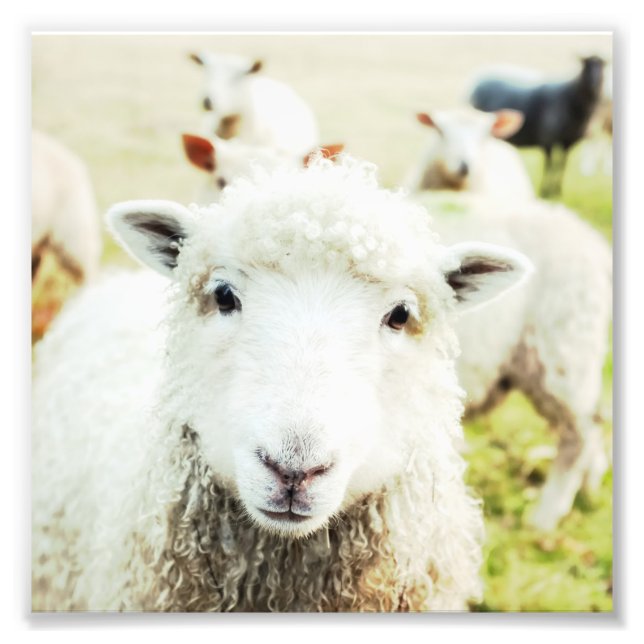 Süsse Schafe Lamm Land Farm Tierplatz Fotodruck (Vorne)