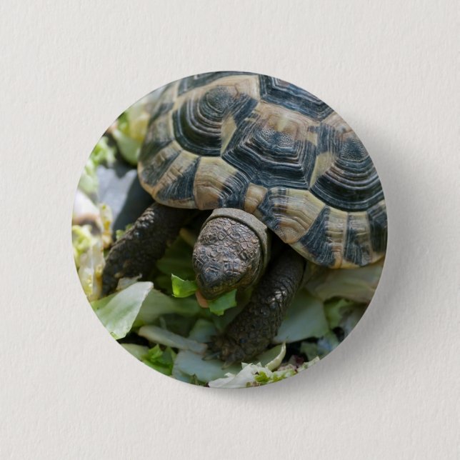 Süße Schildkröte Button (Vorderseite)