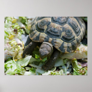 Süße Schildkröte Poster