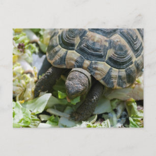 Süße Schildkröte Postkarte