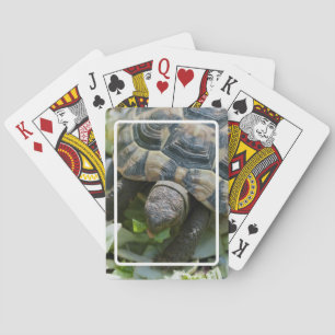 Süße Schildkröte Spielkarten
