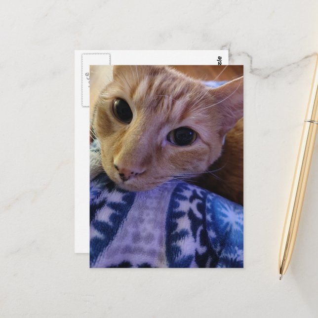 Süße schlafende Ginger-Katze Postkarte (Vorderseite/Rückseite Beispiel)