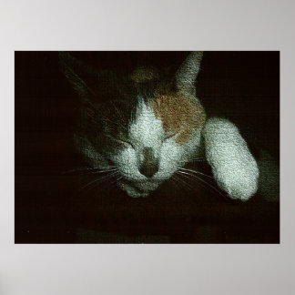 Süße schläft auf einem Katzenbaum Poster