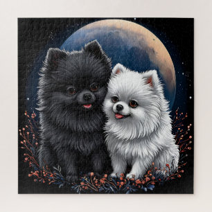 Süße Schwarz-Weiß-Pomeranian-Welpen