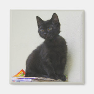 Süße schwarze Kätzchen-Magnet Magnet