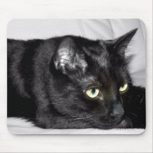 Süße schwarze Katzenporträt Mousepad