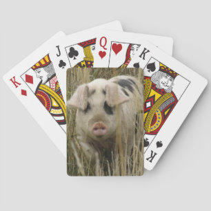 Süße Schwein Spielkarten