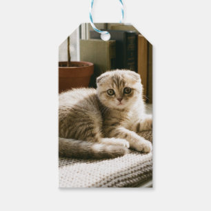 Süße Scottish Fold Katzen Geschenkanhänger - Cozy 