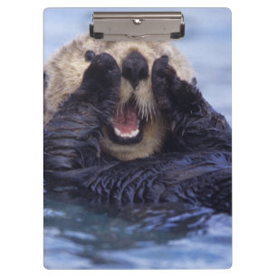 Süße Seeotter Alaska, USA Klemmbrett