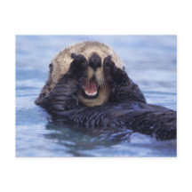 Süße Seeotter | Alaska, USA