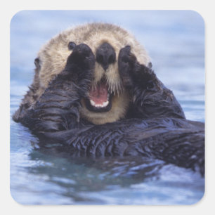 Süße Seeotter Alaska, USA Quadratischer Aufkleber