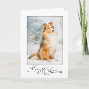 Süße Sheltie-Weihnachtskarte Feiertagskarte