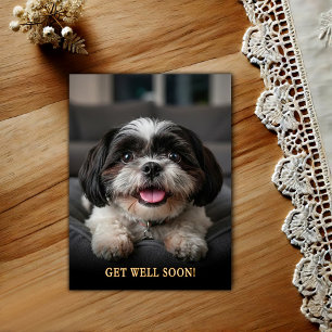 Süße Shih Tzu Gute Besserung Postkarte
