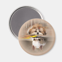 Süße Shih Tzu und Chihuahua
