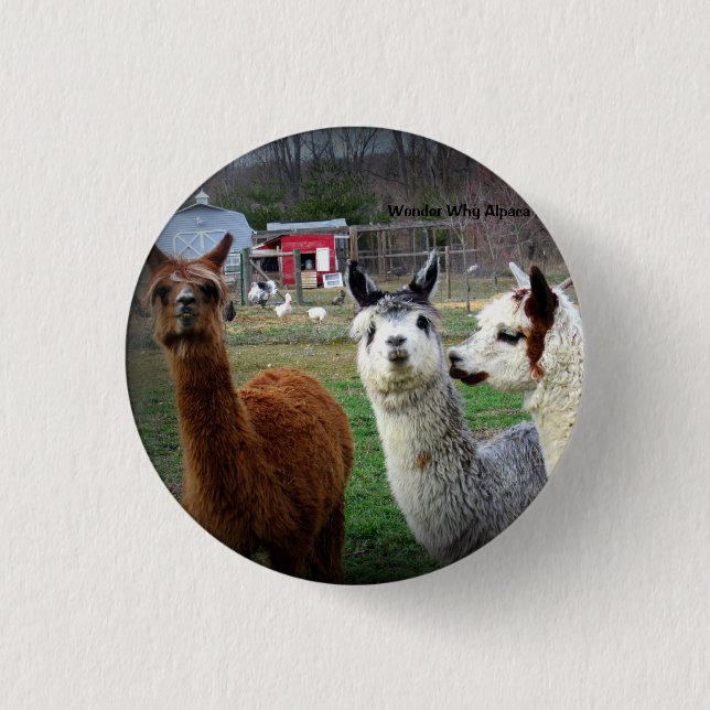 Süße Suri Alpakas des Wunders Button (Vorderseite)