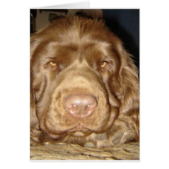 SÜSSE SUSSEXspaniel-KARTE (Vorne)