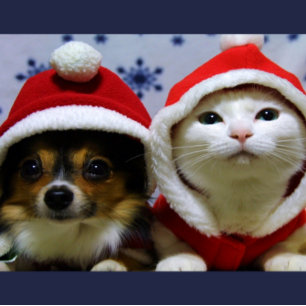 Süße Tiere Postkarte