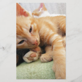 Süße Tigerstreifenkatze