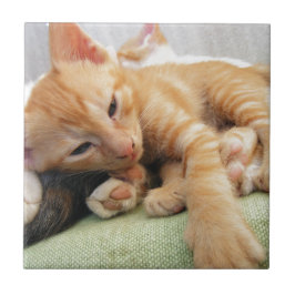 Süße Tigerstreifenkatze Fliese