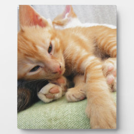 Süße Tigerstreifenkatze Fotoplatte