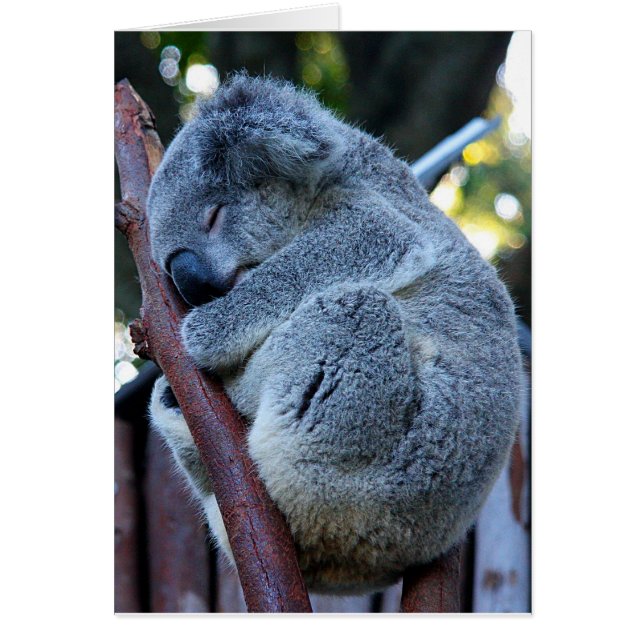 Süsse-Torten-Koala (Vorne)