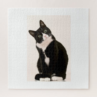 süße Tuxedo-Katze