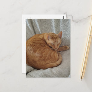 Süße verschlafene Ginger-Katze Postkarte