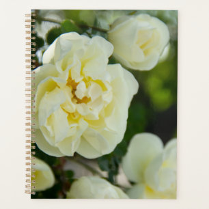 Süße weiße Rosen für Positives Planer
