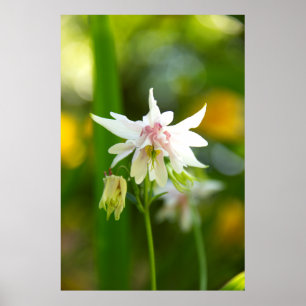 Süße weiße und rosa Blumenfoto Poster